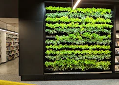 Concordia University