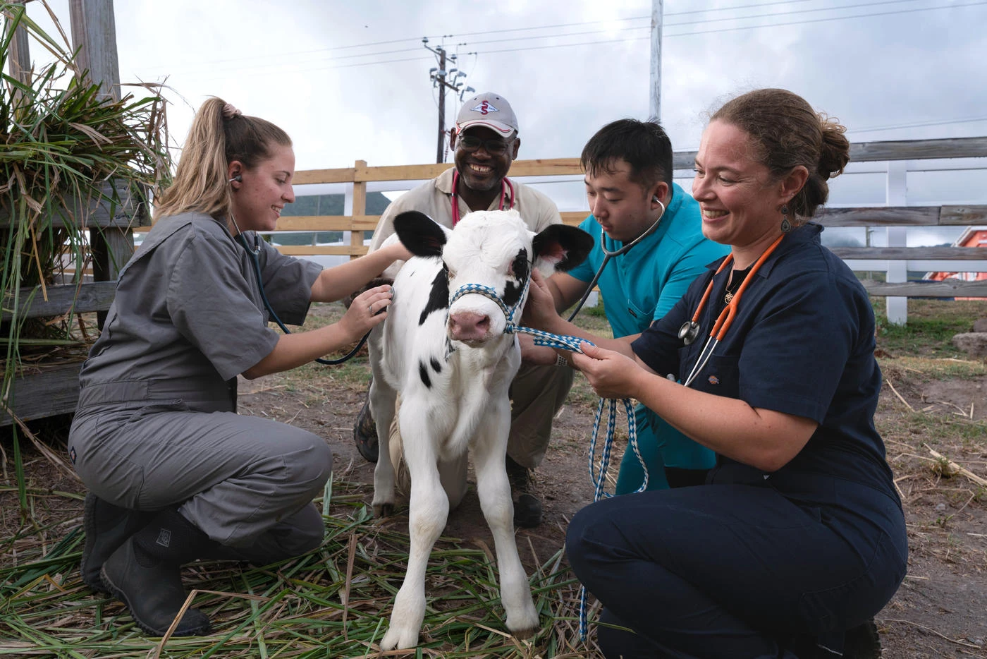 Ross University School Of Veterinary Medicine