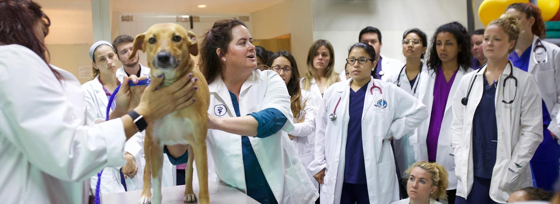 Ross University School Of Veterinary Medicine