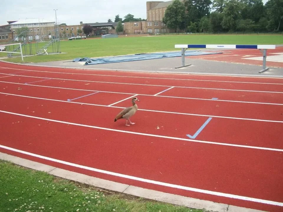St Mary's University, Twickenham